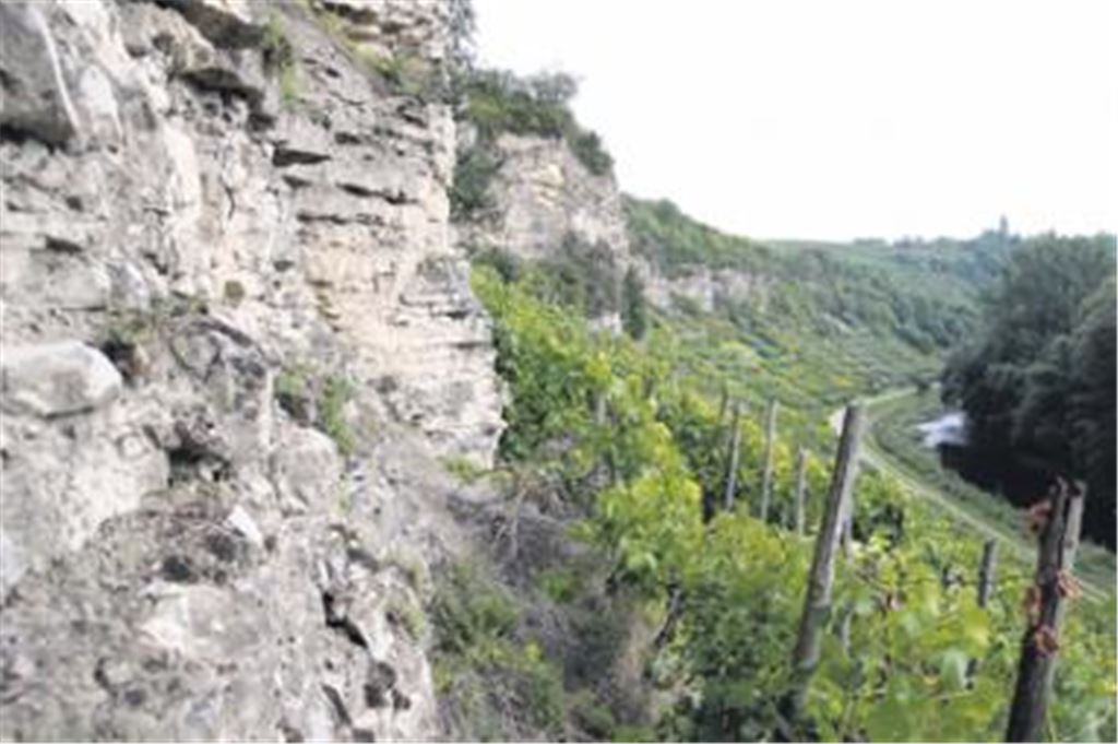 Soll unter Naturschutz gestellt werden: das Felsenband der Enztalschlinge bei Mühlhausen mit seinen seltenen Tier- und Pflanzenarten. Archivfoto: Disselhoff