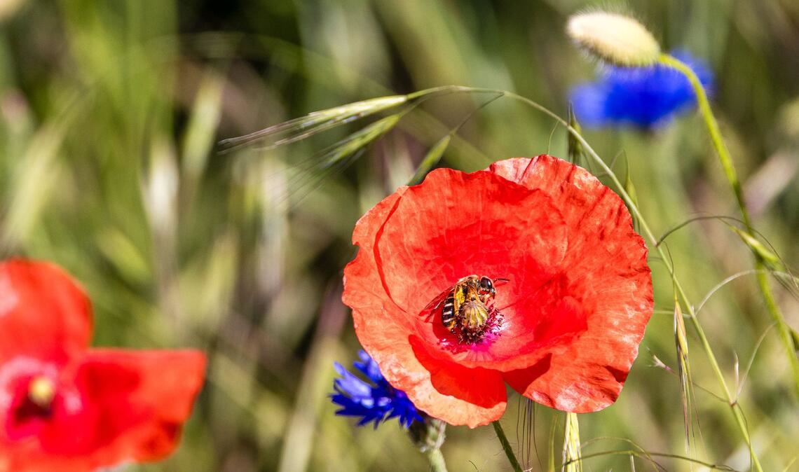 Sommerwetter in Südbrandenburg: Biene besucht Mohnblume auf einem Feld am Pfingstmontag