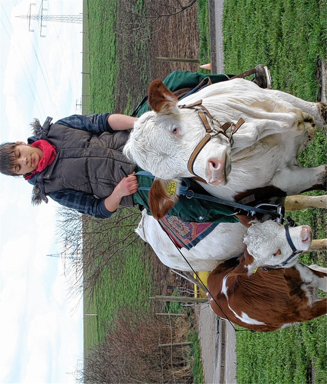 Sonja Keller auf Kuh „Melina“, daneben das Kälbchen „Miri“. Foto: Rall