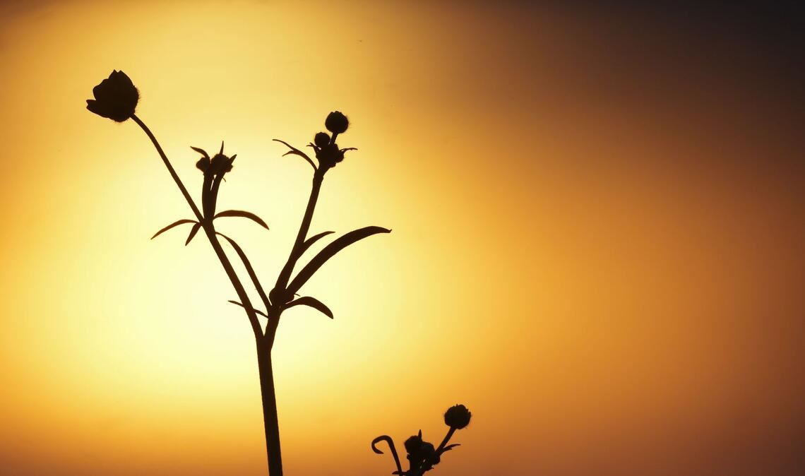 Sonnenaufgang eingetrübt