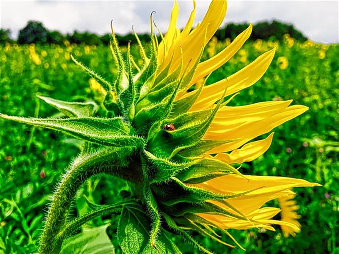 Sommerzeit