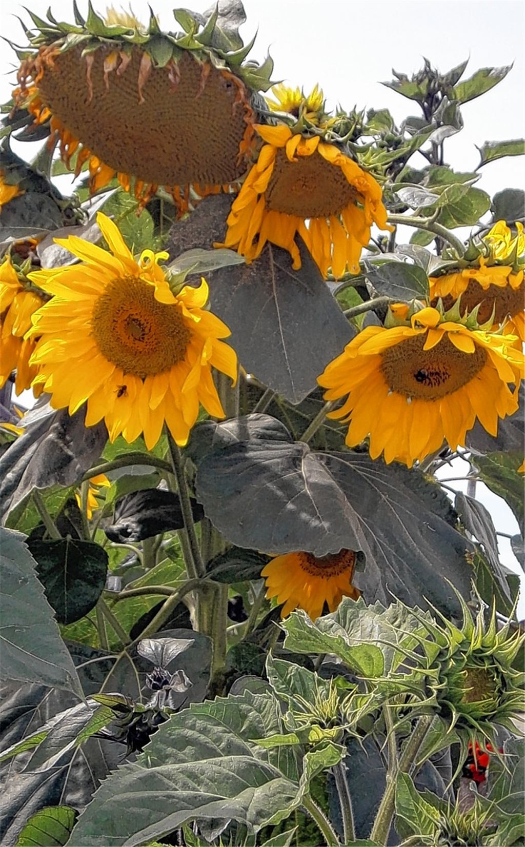 Sommerzeit
