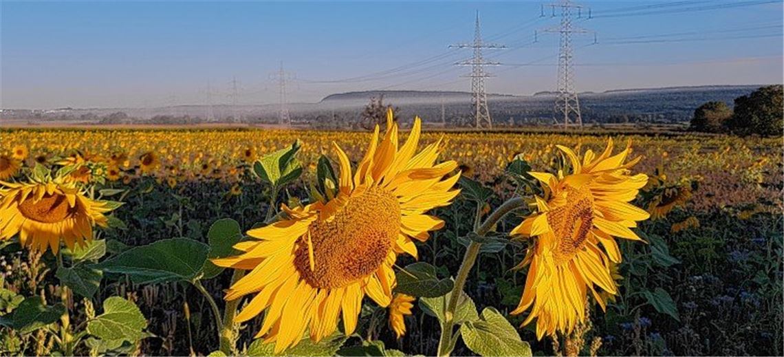 Sonnen(blumen)energie.