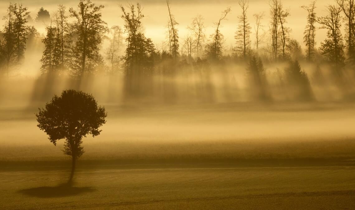 Sonnenstrahlen und Nebel am Morgen in Baden-Württemberg.