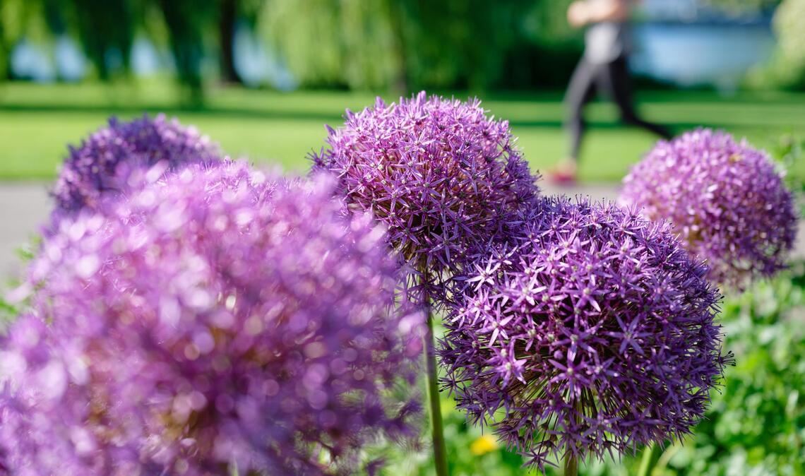 Sonnig in Baden-Württemberg: Joggerin am Neckarufer, blühender Sternkugel-Lauch sorgt für Farbtupfer
