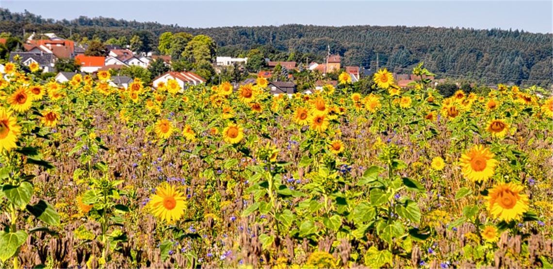 Sommerzeit