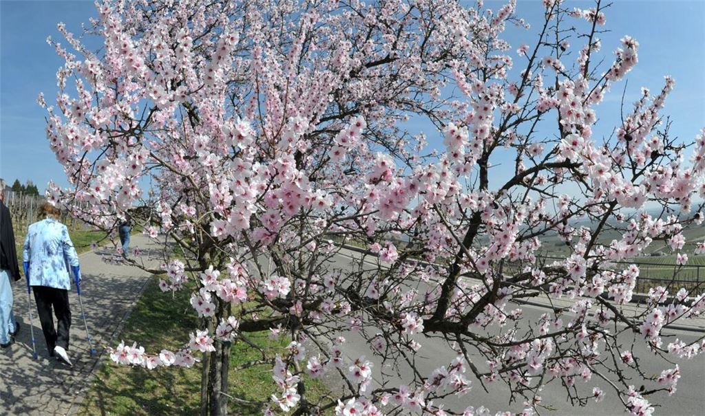 Sonniger Wochenstart in Baden-Württemberg. (Archivbild)