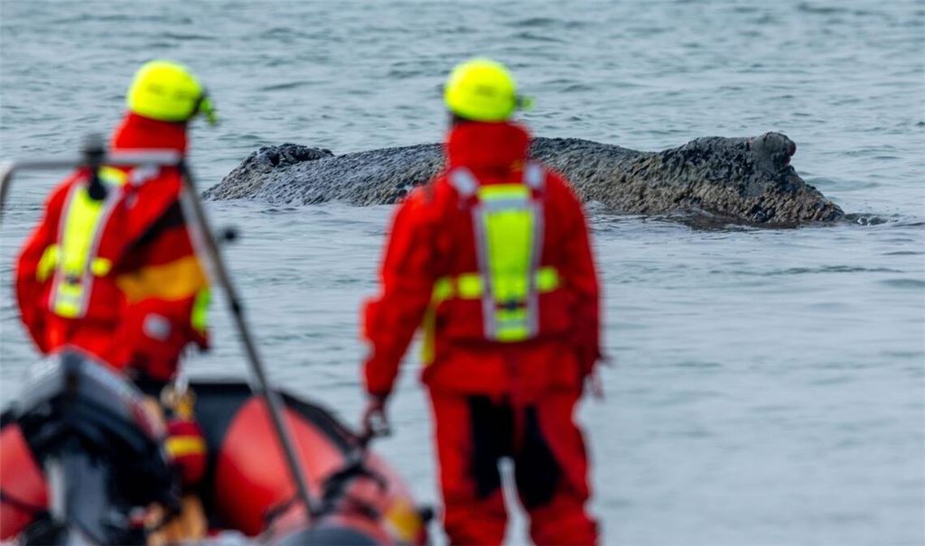 Sorge um den Buckelwal