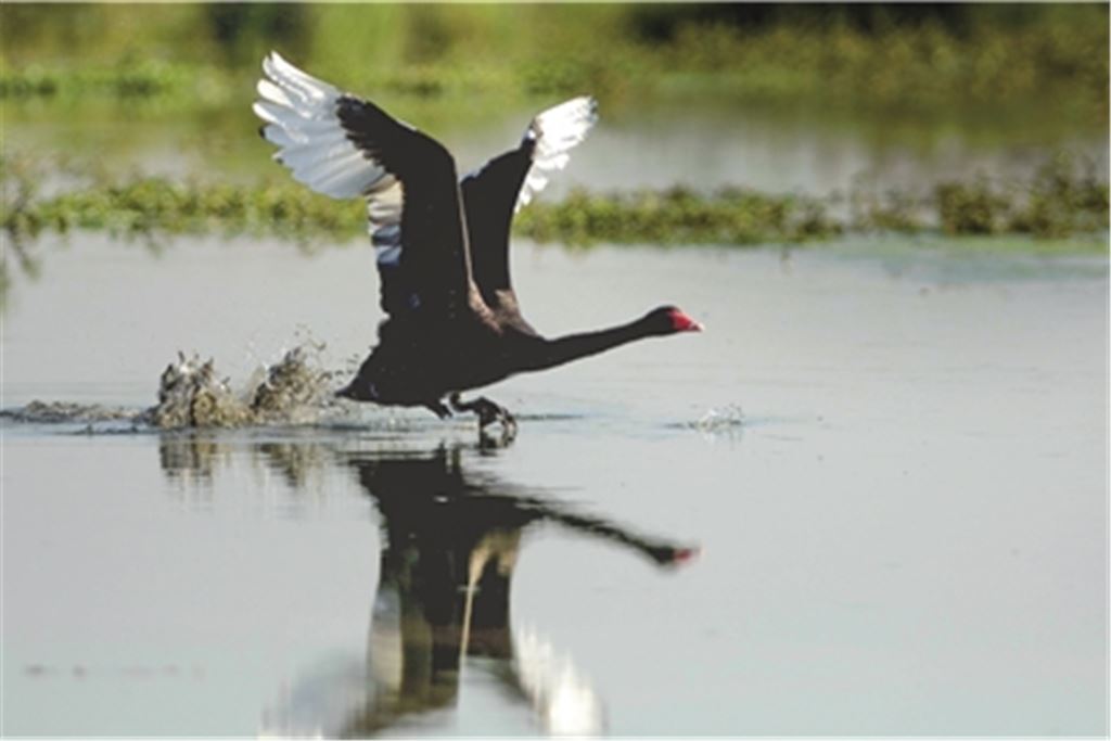 Sorgte unlängst am Aalkistensee, am Rossweiher und an der Enz für Aufsehen: der imposante Trauerschwan, der (noch?) ein seltener Gast in der Region ist. Fotos: Lechner