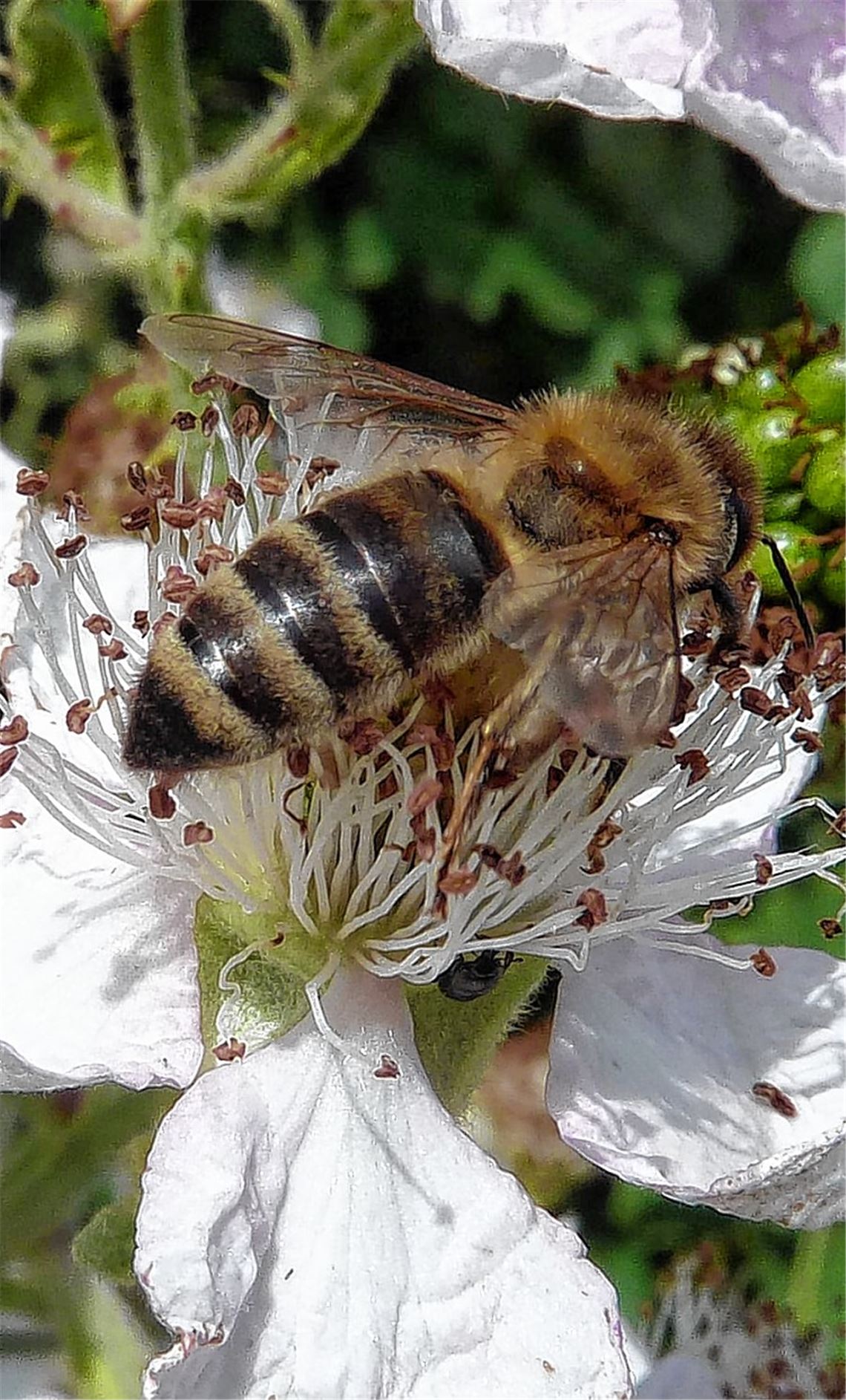 Tierische Spurensuchen