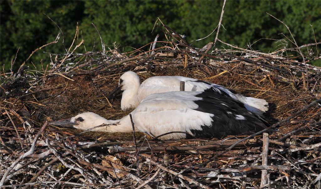 Spannender Einblick in die Storchen-Kinderstube auf dem Bauhofgelände: die beiden in Dürrmenz geschlüpften Jungtiere am Tag ihrer Beringung. Foto: Archiv (Bosch)