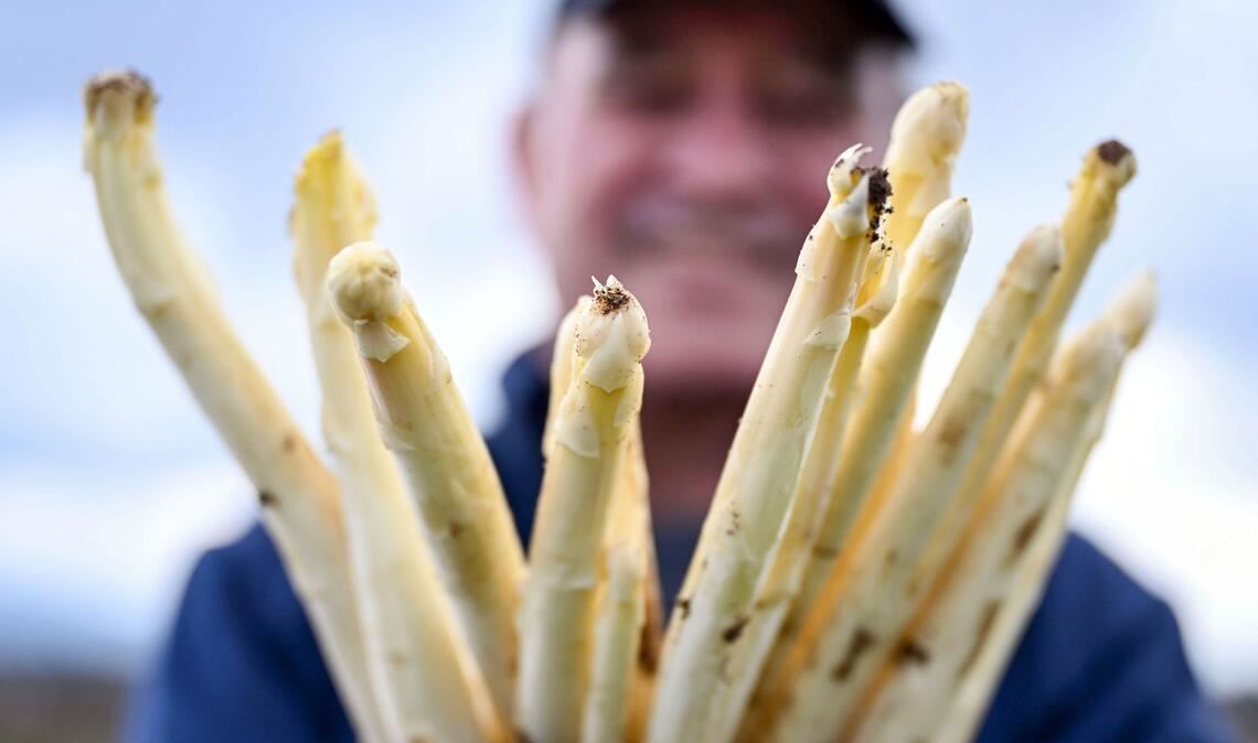 Spargelbauer Stefan S. zeigt auf einem seiner Felder frisch gestochenen Spargel.