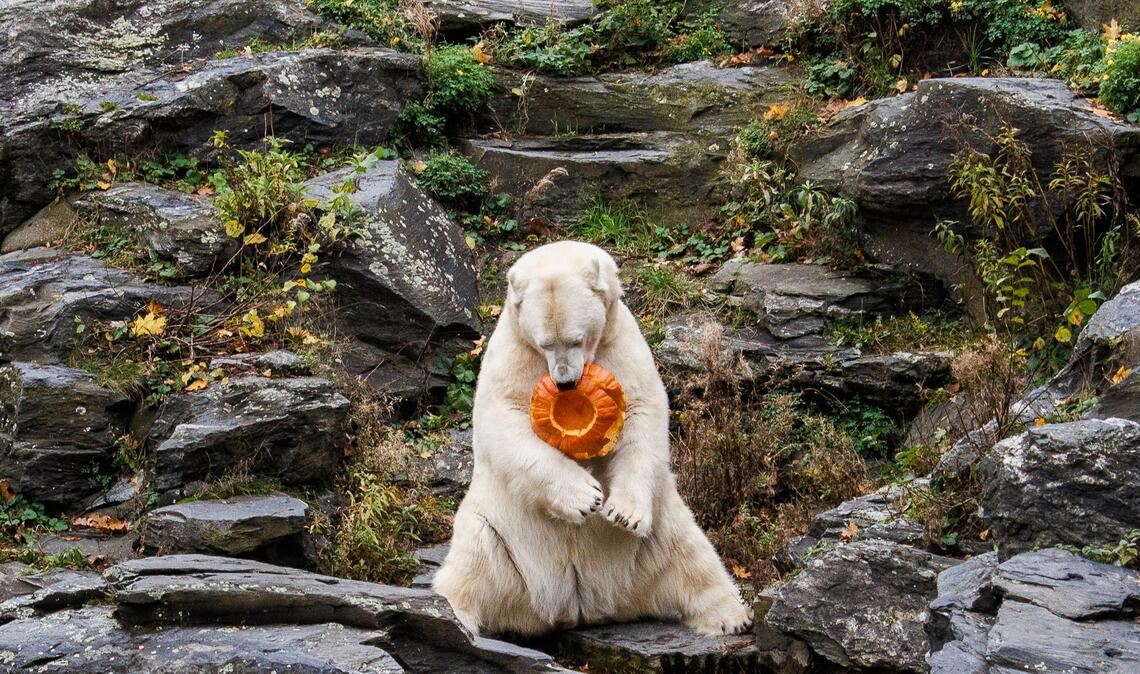 Spaß mit Kürbis im Tierpark Berlin