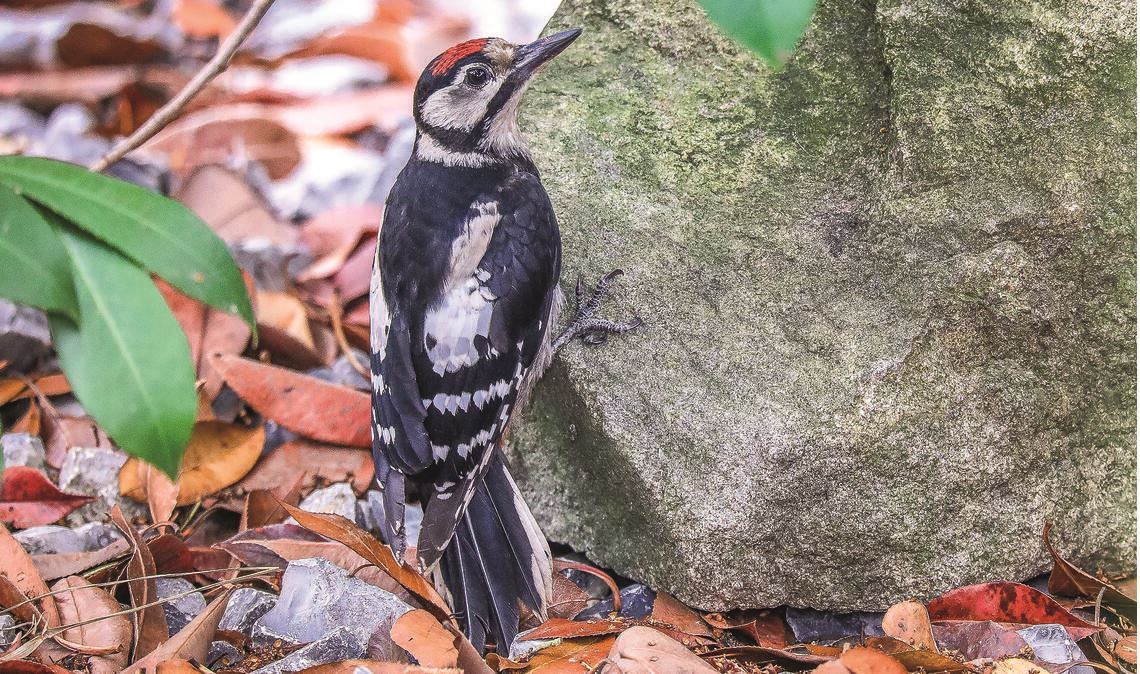 Specht zu Besuch im Garten. Foto: Reinhold Hill