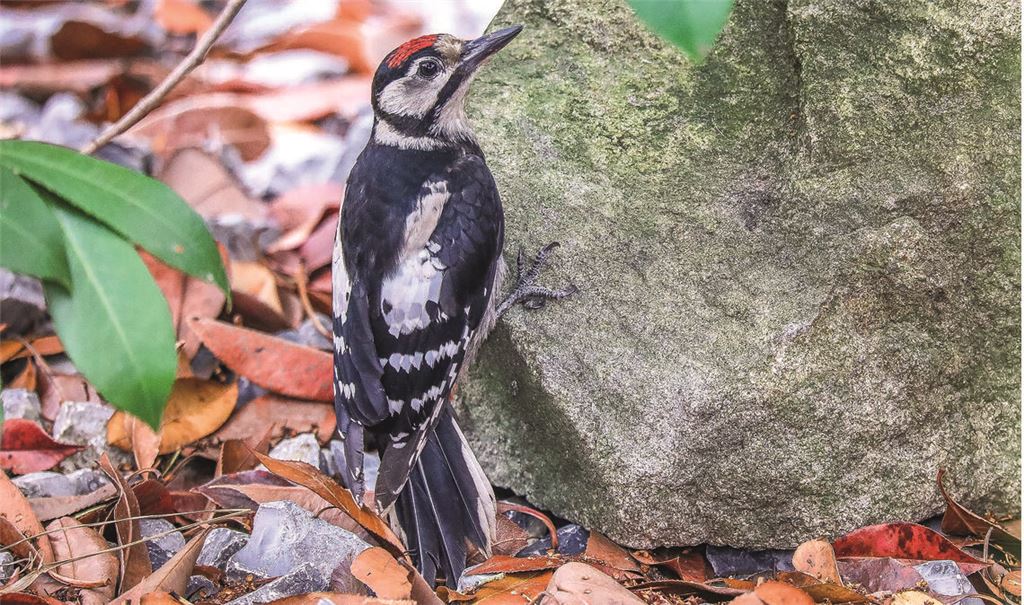 Specht zu Besuch im Garten. Foto: Reinhold Hill