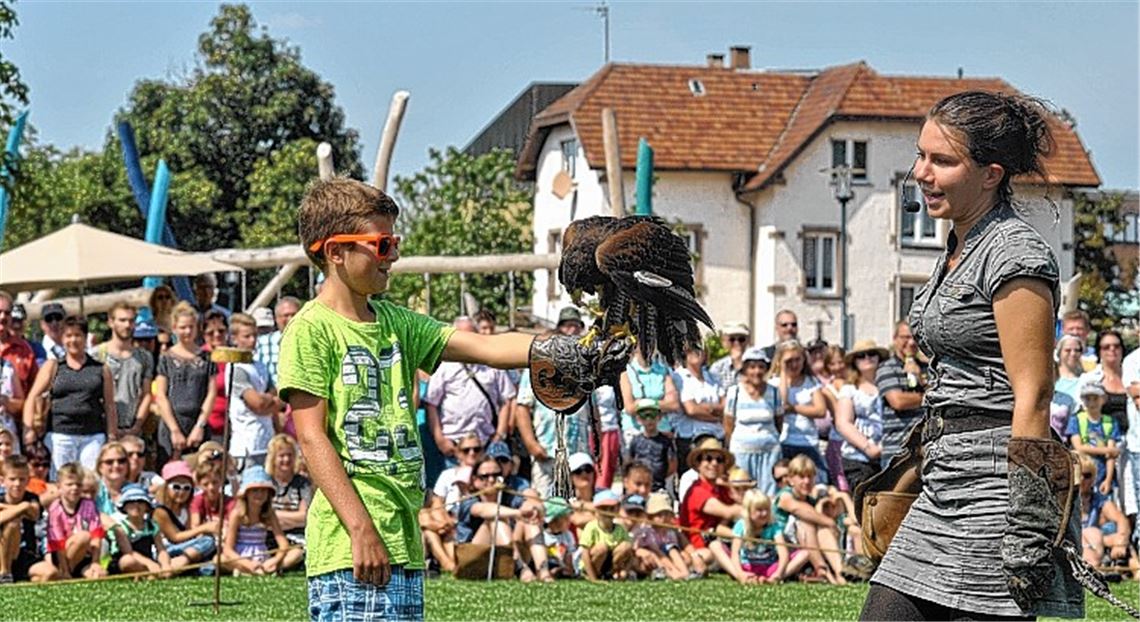 Falke trifft auf Grashüpfer Falke trifft auf Grashüpfer