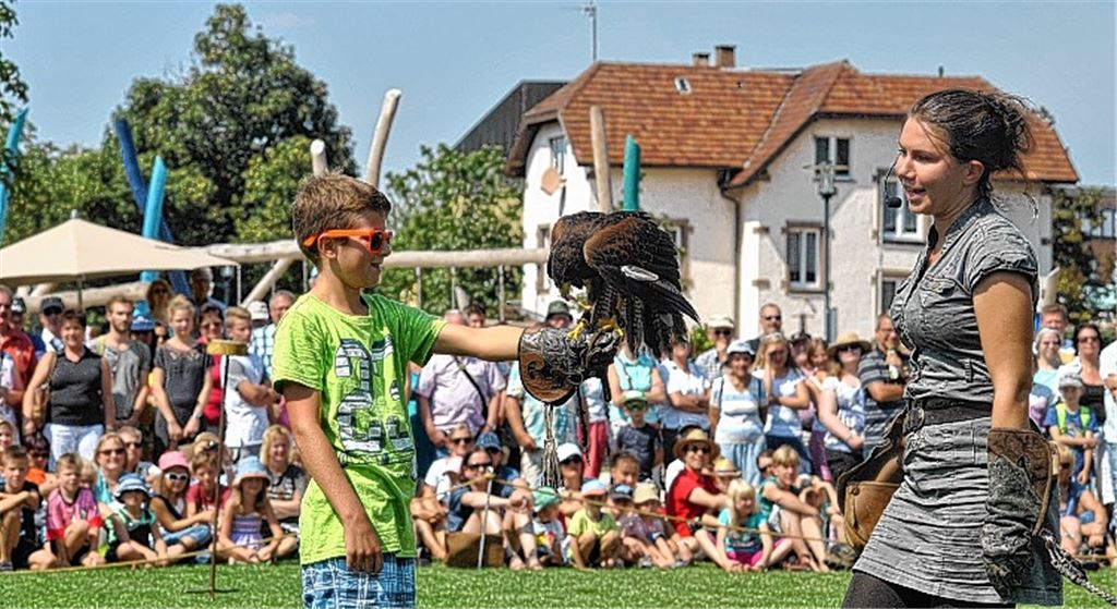 Falke trifft auf Grashüpfer