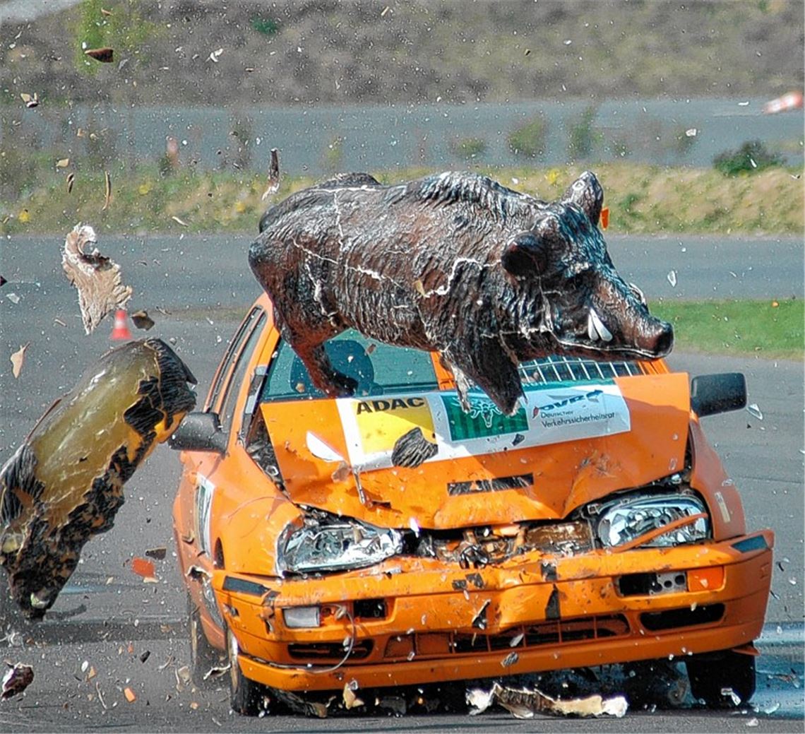 Spektakulärer Test: Mit Tempo 80 trifft ein Golf III auf einen Wildschwein-Dummy von 150 Kilo Gewicht.