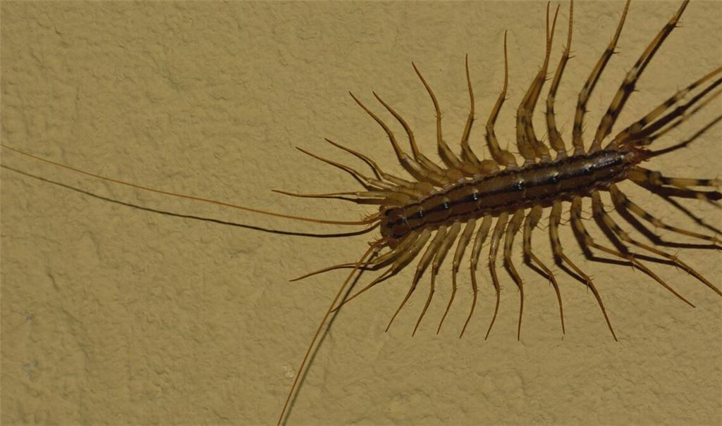 Spinnenläufer. Foto: Lechner