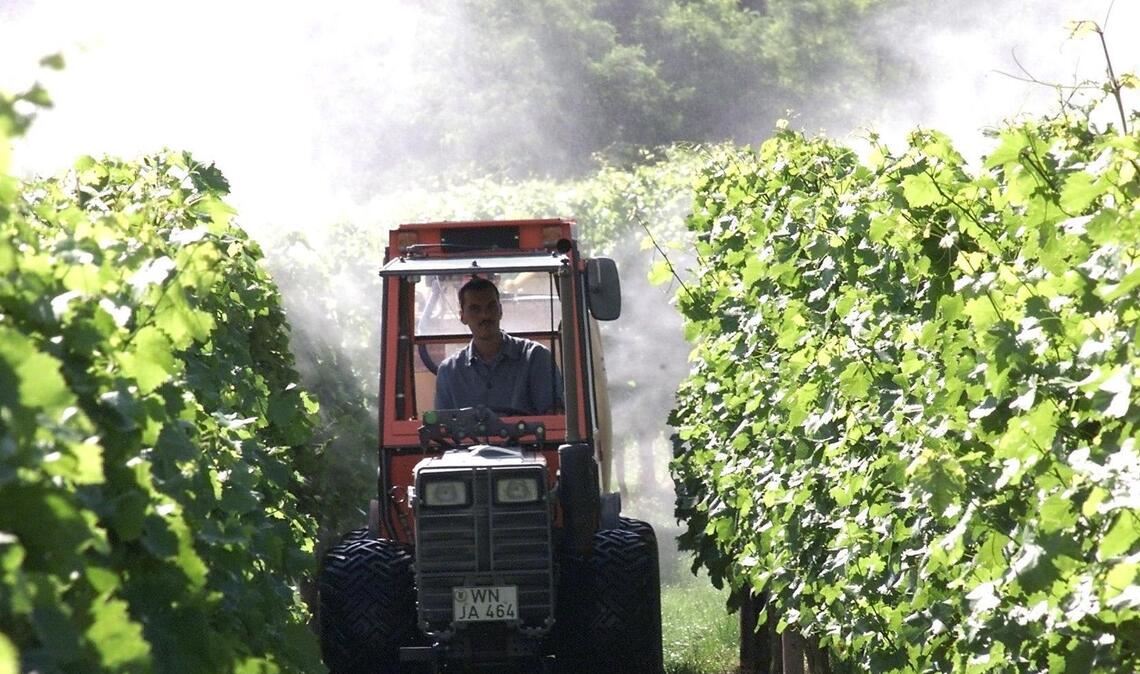 Warum die Weinbauern um Backpulver kämpfen Spritzmittel im Weinbau