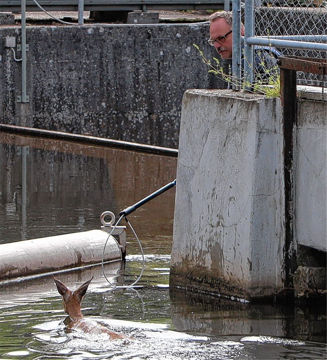 Auf der Flucht? Junges Reh landet im Kanal Auf der Flucht? Junges Reh landet im Kanal