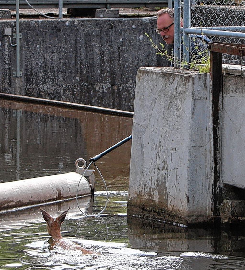 Auf der Flucht? Junges Reh landet im Kanal