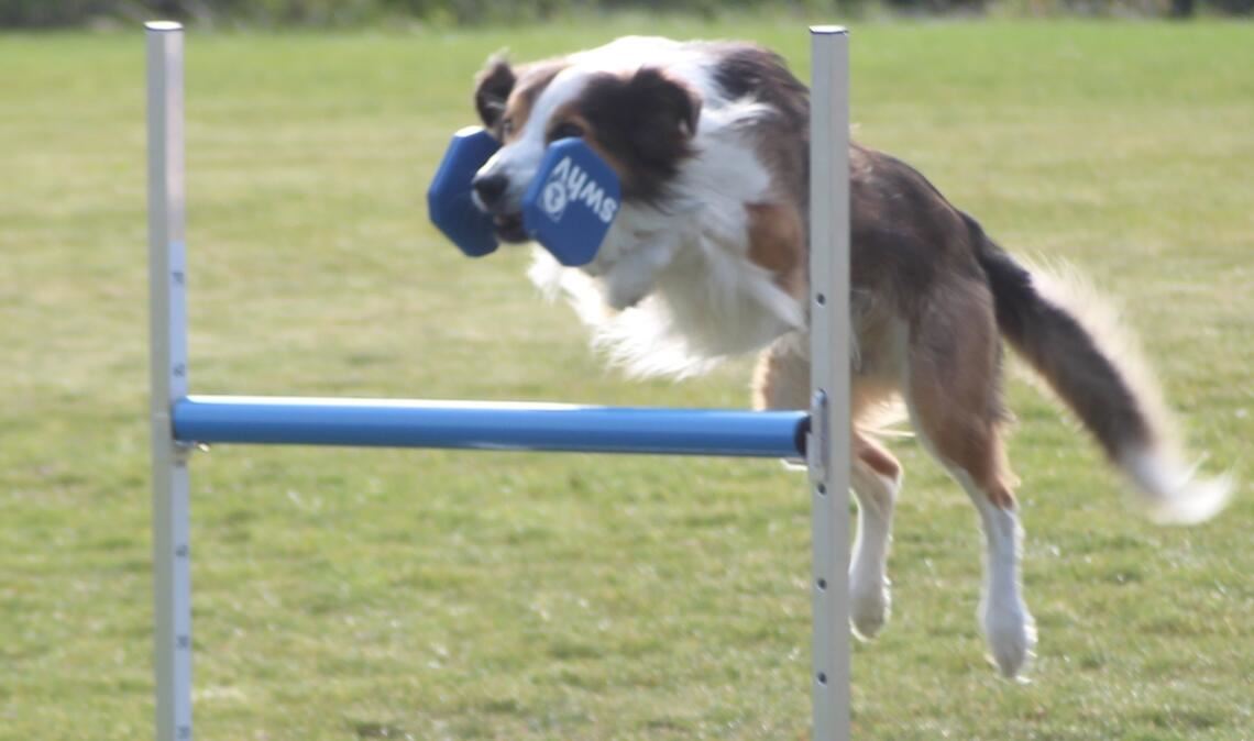 Sprung über ein Hindernis: die Hunde müssen die Befehle verstehen. Foto: Gießler