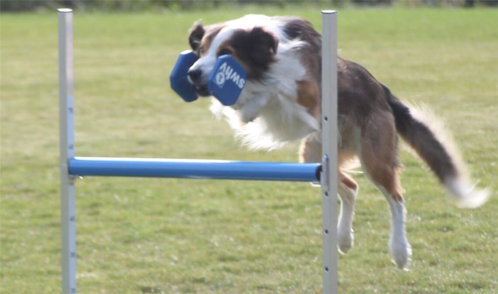 Sprung über ein Hindernis: die Hunde müssen die Befehle verstehen. Foto: Gießler