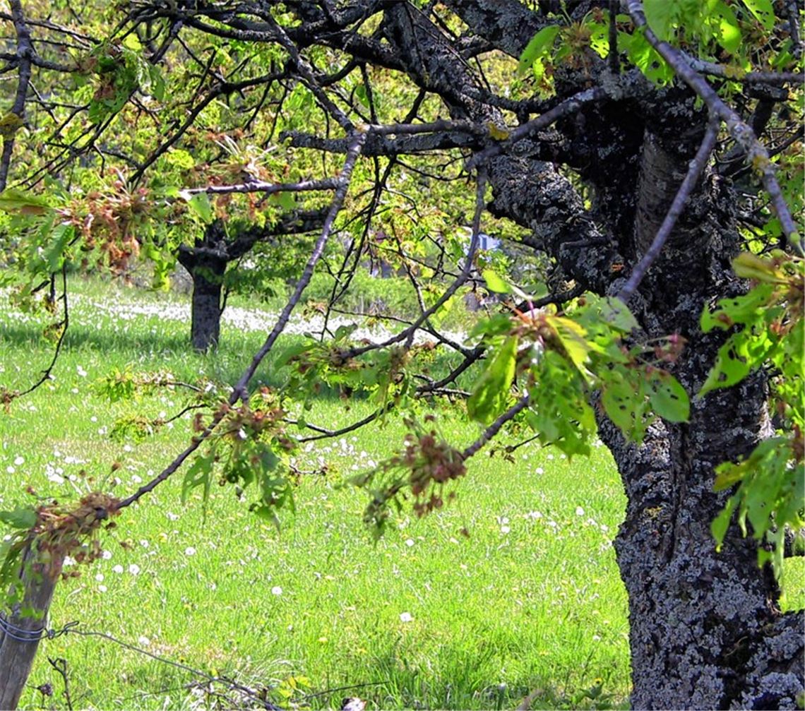 Spuren des Schädlings: Der Frostspanner ist in die Region zurückgekehrt.