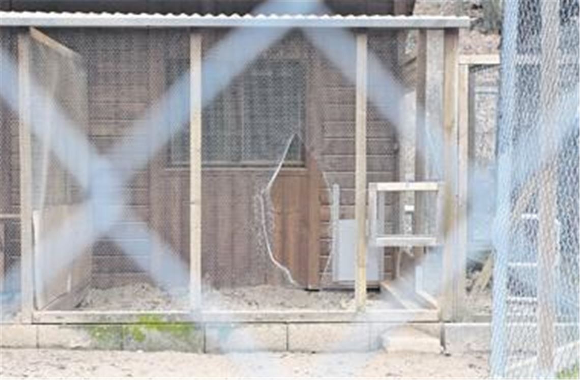 Spuren eines Eindringlings: Durch ein Loch im Zaun der Großglattbacher Zuchtanlage verschafft sich ein Unbekannter Zugang zu den Ställen. Anschließend lässt er die Tiere frei. Foto: Tilo Keller