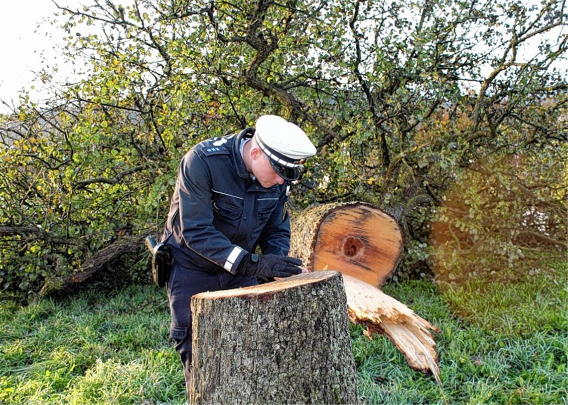 Spurensuche: Die Polizei ermittelt nach dem Anschlag auf den Birnbaum wegen Sachbeschädigung, mutmaßlich wegen „gemeinschädlicher“ Sachbeschädigung.