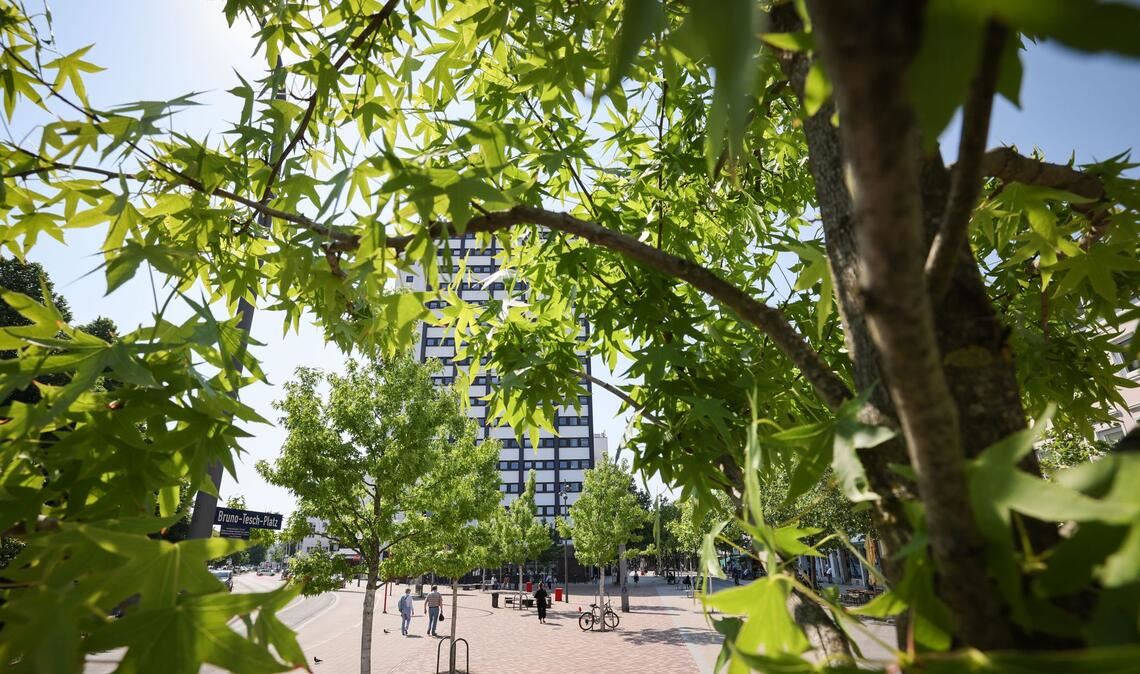 Stadtbäume helfen, an heißen Tagen für etwas Kühlung zu sorgen. (Symbolbild)