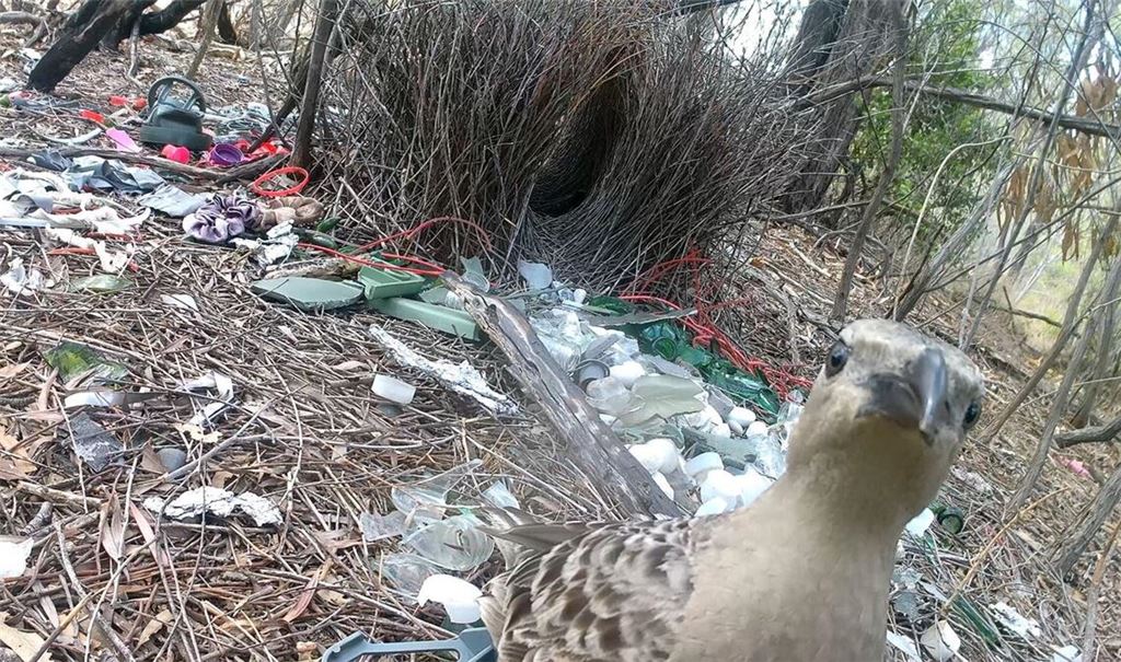 Stadtvögel gehen in Australien jetzt mit menschlichen Abfällen auf Brautschau.