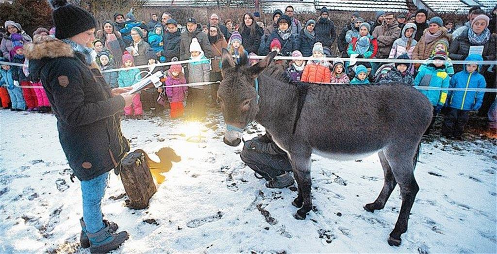 Stallweihnacht mit Eseln
