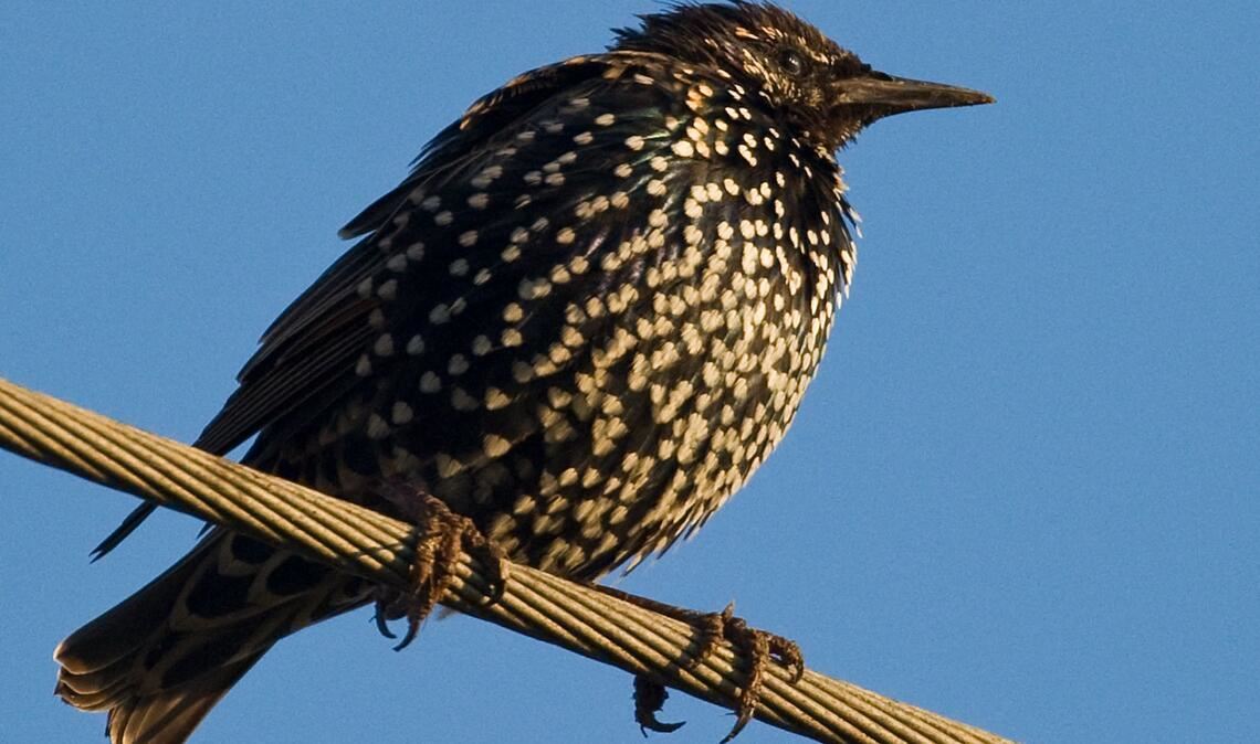 Star (Sturnus vulgaris).