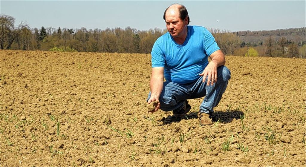 Staubtrocken: Der Ötisheimer Landwirt Jürgen Halbich und seine Berufskollegen machen sich angesichts der fehlenden Niederschläge massive Sorgen um die Getreideernte.