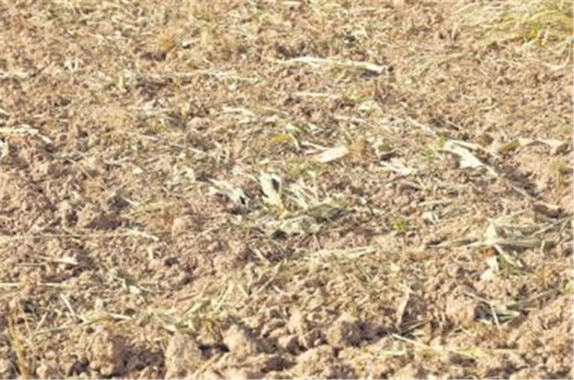 Stein des Anstoßes: betroffenes Feld auf Maulbronner Gemarkung.
Foto: p