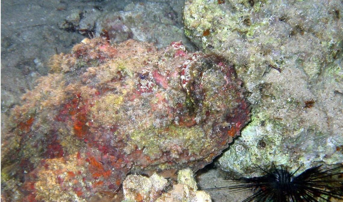 Steinfisch (Synanceiidae): Er lebt im tropischen Indopazifik und Roten Meer und wird von Tauchern oft übersehen, weil er sich kaum vom Meeresboden unterscheidet. Seine Stacheln durchdringen Badeschuhe und Neoprenanzüge wie heiße Nadeln Wachs. Das Gift wird in die Wunde injiziert, was zu Kammerflimmern, Blutdruckabfall und Lähmungen und schließlich zum Tod führen kann.