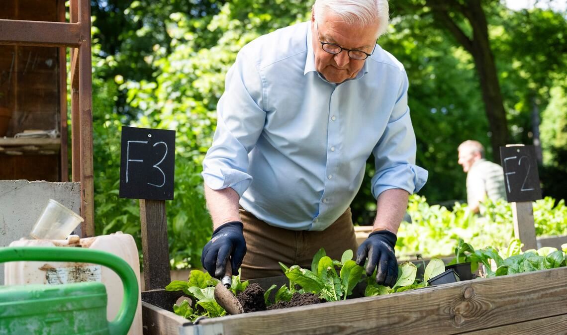 Steinmeier gärtnert in einem Hochbeet in Berlin-Neukölln.