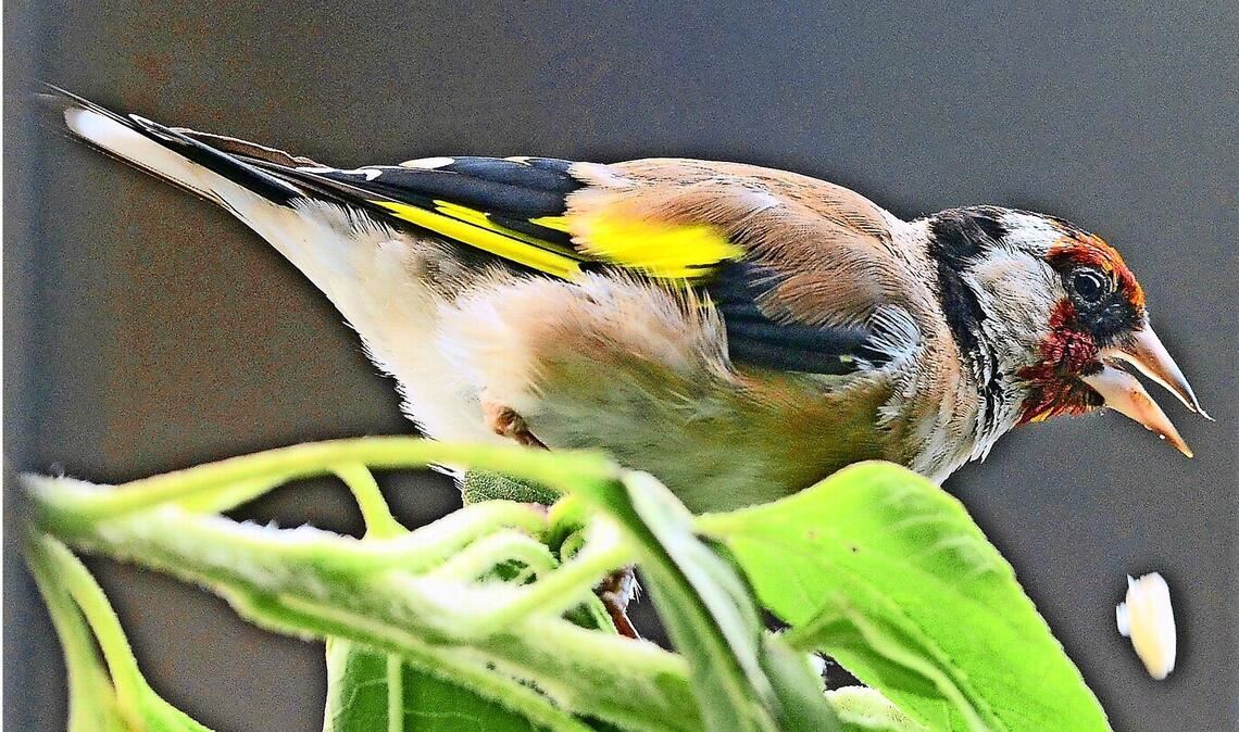 Stieglitz (Carduelis carduelis).