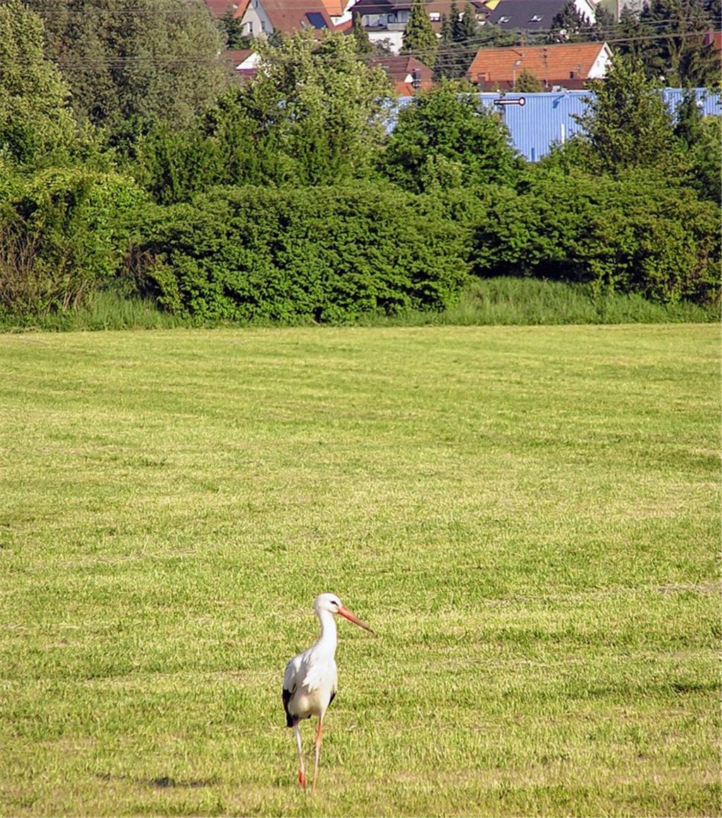 Störche, die Zwischenstopps in der Nähe von Ötisheim einlegen, sind keine Seltenheit. Doch nun, so hoffen alle Beteiligten, soll Meister Adebar endgültig heimisch werden.