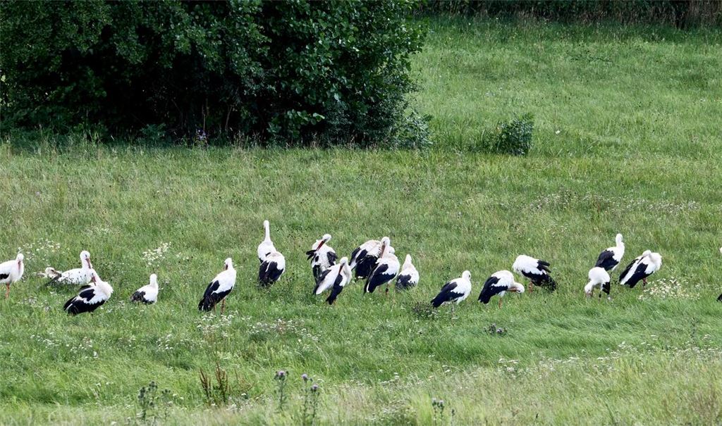 Störche im Schmiebachtal zwischen Lienzingen und Illingen, aufgenommen am 1. August gegen 17.20 Uhr. Leserfoto: Peter Marx