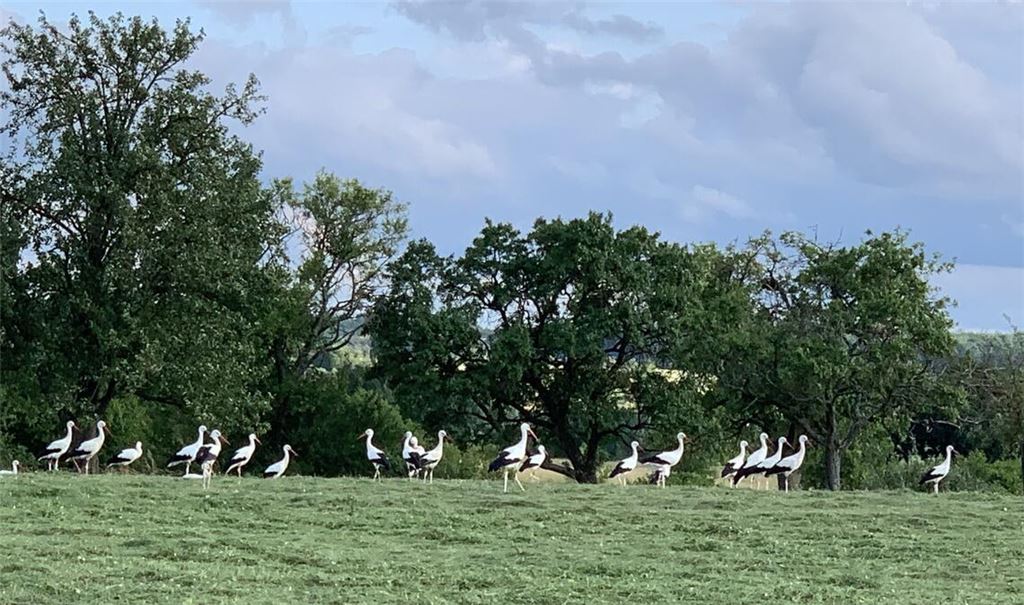 Störche tummeln sich im Naturschutzgebiet „Untere Au“ in Bauschlott. Foto: Dietrich