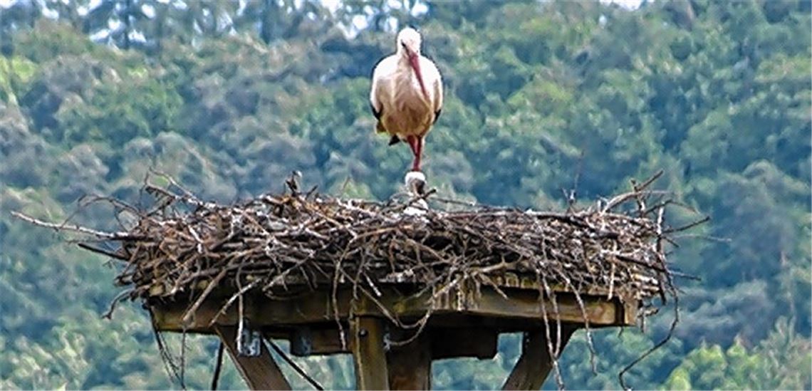 Storch mit Nachwuchs.
