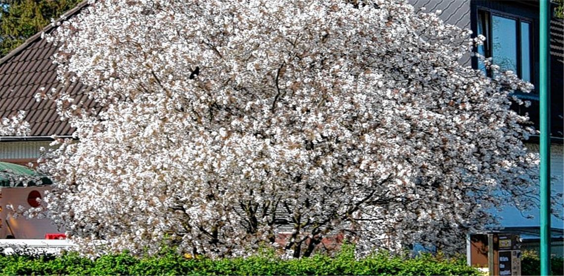 Strauch statt Baum: Eine Felsenbirne wie diese soll auf dem Kreisel als Ersatz für den abgesägten echten Birnbaum gepflanzt werden. Foto: Stadtverwaltung