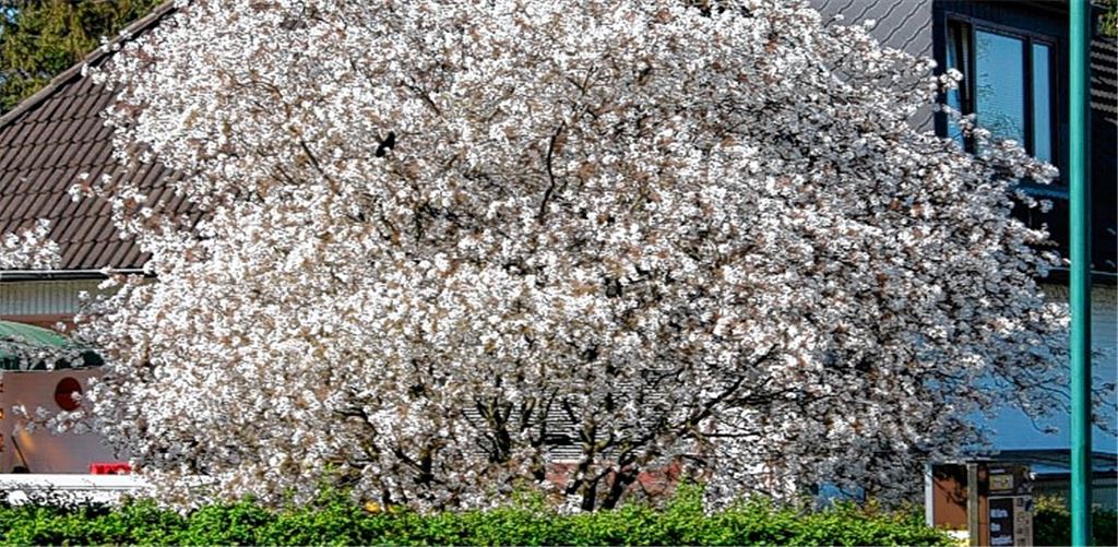 Strauch statt Baum: Eine Felsenbirne wie diese soll auf dem Kreisel als Ersatz für den abgesägten echten Birnbaum gepflanzt werden. Foto: Stadtverwaltung