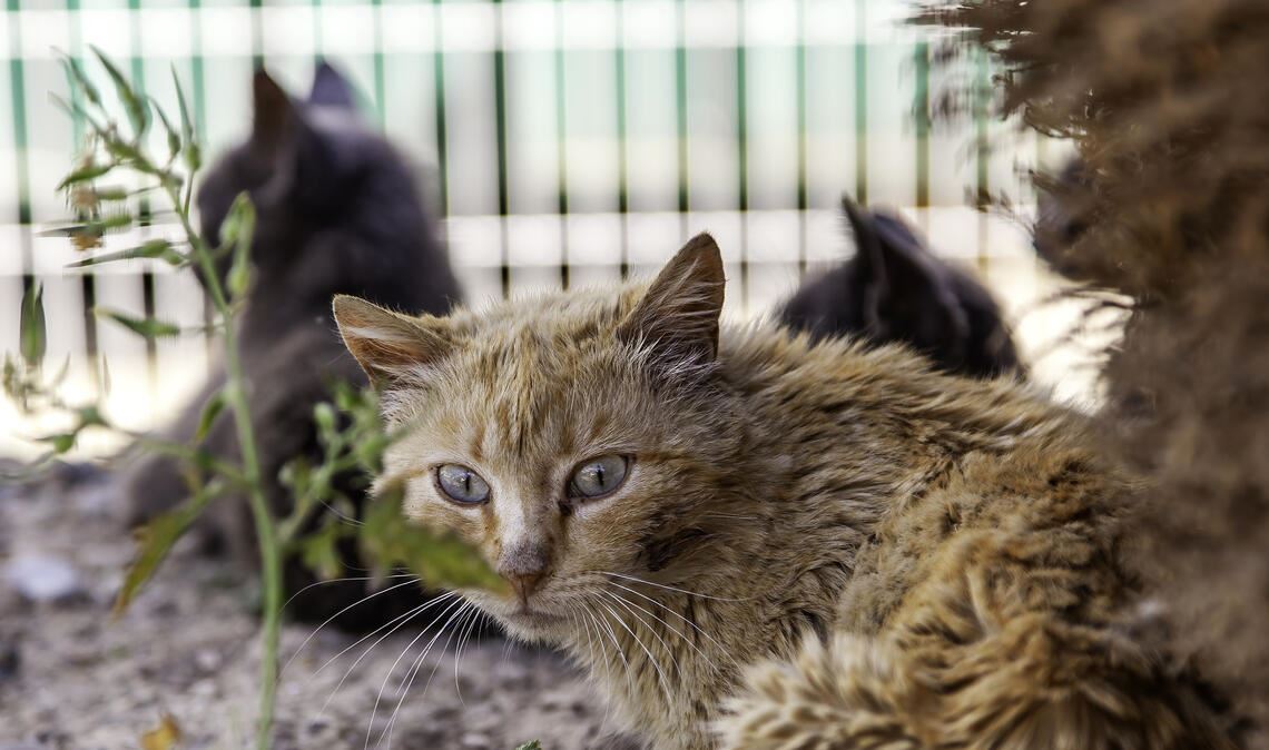 Streunende Hauskatzen können zum Problemfall werden. Ihre Population nimmt immer weiter zu, und das bedroht auch geschützte Tierarten wie die Wildkatze. Foto: Adobe Stock/celiafoto