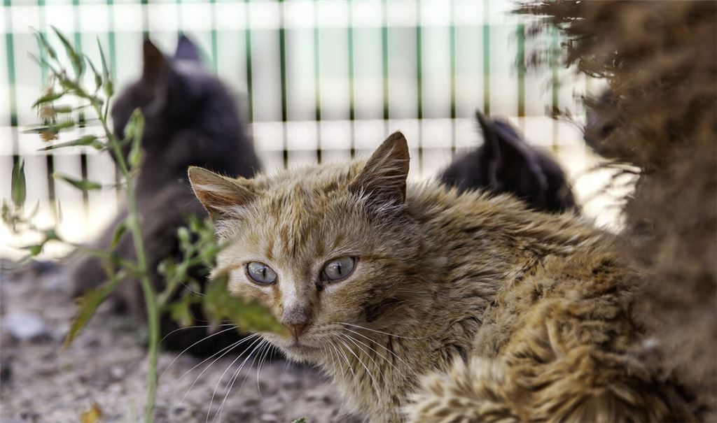 Streunende Hauskatzen können zum Problemfall werden. Ihre Population nimmt immer weiter zu, und das bedroht auch geschützte Tierarten wie die Wildkatze. Foto: Adobe Stock/celiafoto
