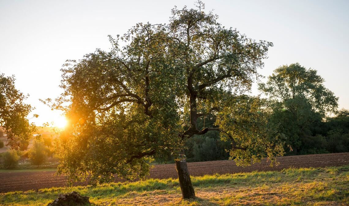 Streuobstwiesen bieten vielen Arten eine Heimat. (Symbolbild)