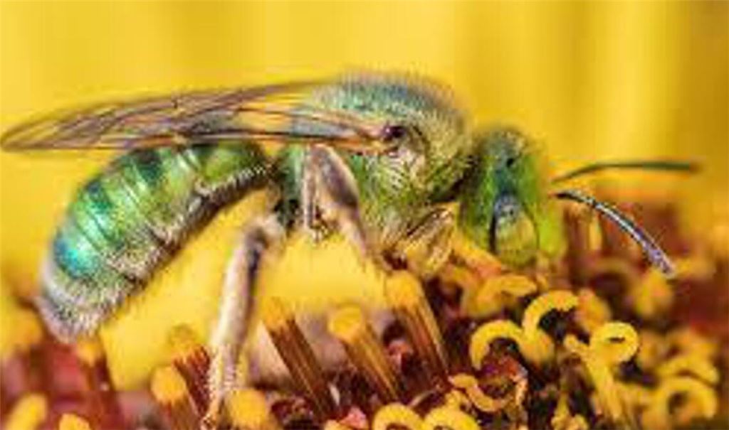 Strukturfarben verleihen der Wildbiene Agapostemon subtilior ihre schimmernde Färbung.